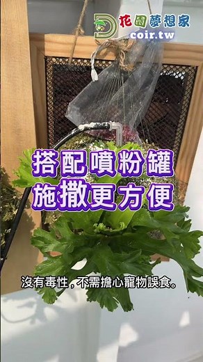 小黑飛剋星 無毒 安全 黑翅蕈蜹 蠅蜹 消滅小飛蠅 果蠅 有機栽培適用 #綠植日記 #花園城堡園藝資材倉庫 #小黑飛