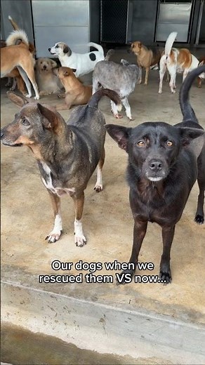 Rescue dogs before and after will melt your heart❤️🥹The happiest transformations you'll see today