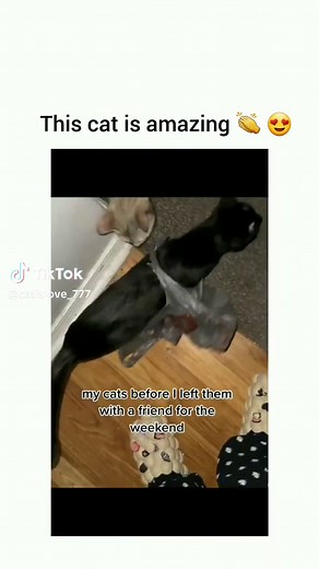 Amazing Flying Cats - Viral TikTok Video