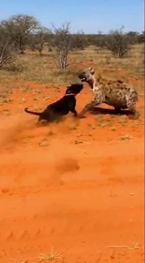 Pitbull vs Hyena: Africa's Deadliest Fight 🐕⚡🦴
