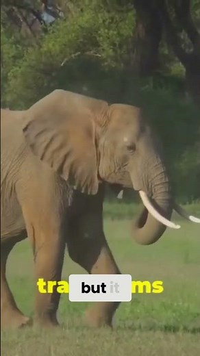 When can elephants be extra dangerous? How to Identify Elephants in Musth.