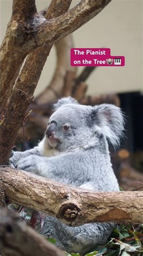 [koala-log] 樹の上のピアニスト🎹✨🐨 #コアラ #koala #cute #きらら #fluffy #animals #動物 #多摩動物公園 #無尾熊 #코알라