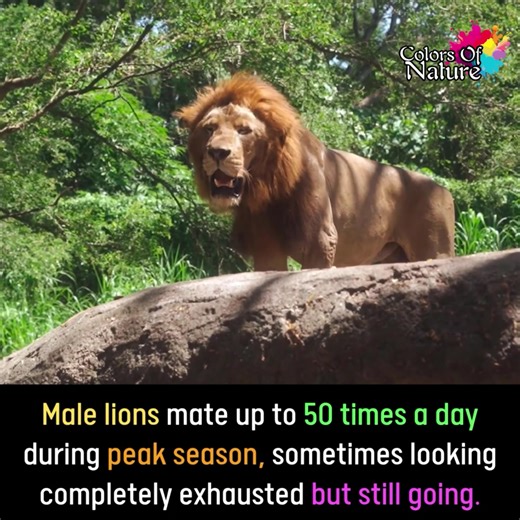 Male lions | Colors Of Nature