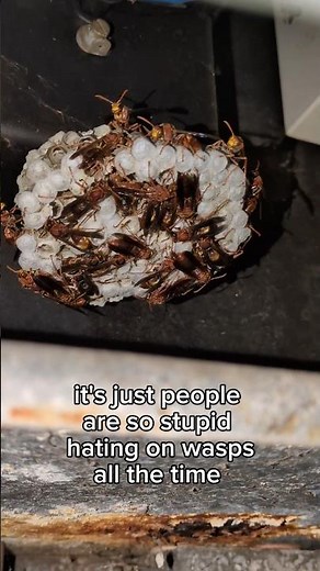 Paper wasps live in small social colonies, building nests from chewed wood pulp 🐝