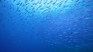 Download Schooling Boga fish in the coral reef of the Caribbean Sea for free