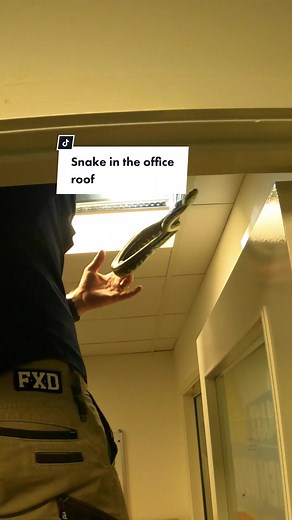 Python in office roof light! #snakecatcher #snake #reptile #wildlife #animal #nature #australia #office #work #python #roof #light #cheeky #tough