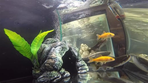 This tank turned into a feeding ground live monster fish feeding