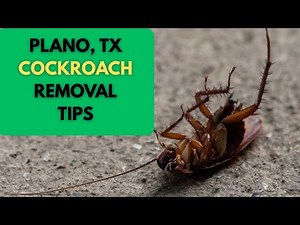 How to Get Rid of American Cockroaches (Water Bugs) in Plano, TX | Expert Pest Control Tips