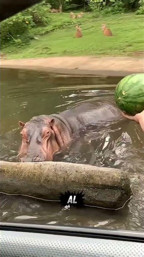 Ella se esforzó mucho para alimentar a este hipopótamo 😂🦛