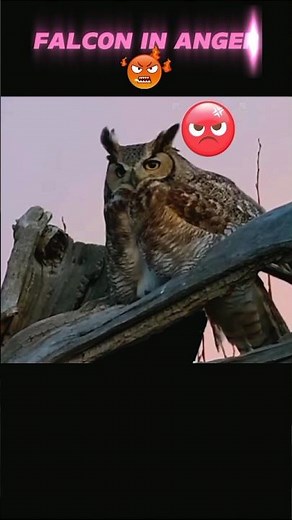 Owl Strikes Back! ⚔️ Falcon’s Worst Mistake 🦅💥#animals #wildlife #tranding #viral #youtube #falcon