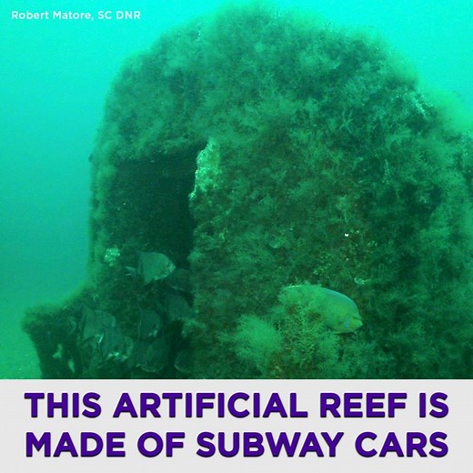 48K views · 51 reactions | There is an underwater reef made up of over 2,500 subway cars. We went there to see it up close. | Yahoo Finance | Facebook