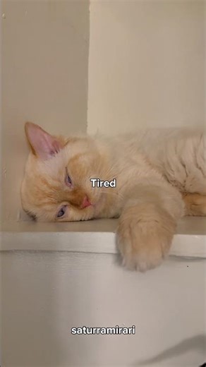 Is it too obvious? | #shorts #cat #funny #new #funnycatvideos