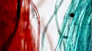 Three fibres of different colours are filmed under microscope 400x on bright field background. Macro footage of green red and blue filaments made for detailed education of their structure in a lab