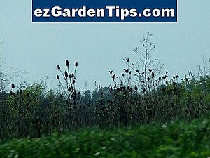 Hoe Caseron Weed Killer toe te passen 🌱 Tips Tuinders - Nl.ezGardenTips.com