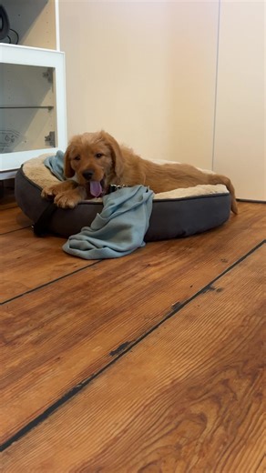 Big yawn🤍💤 #labradoodlesoftiktok #puppylove #labradoodlelover #labradoodlepuppies #labradoodlethings #dogsoftiktok #fyp #foryou #puppylife #cute #puppy #10weeksoldpuppy #triggy #puppydog #viraltiktok #cutestdogever #labradoodlepuppiesoftiktok