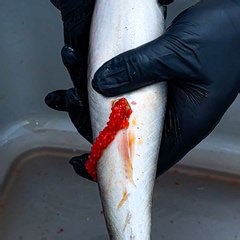 Ever wonder how caviar is made?🐟