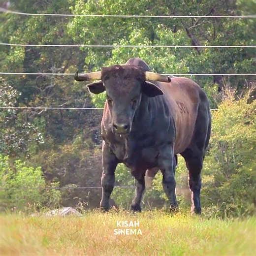 movie edits ActionScenes Epic Moment Viral video For you page Fyp