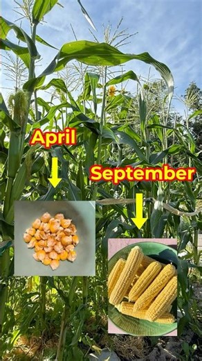 5 months of Corn from Seed to Harvest! 🌽