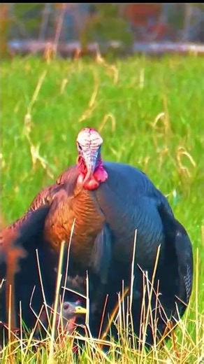 #wildturkey #turkeyhunting #hunterlife The Gobbler Answered the Call! 🦃📣
