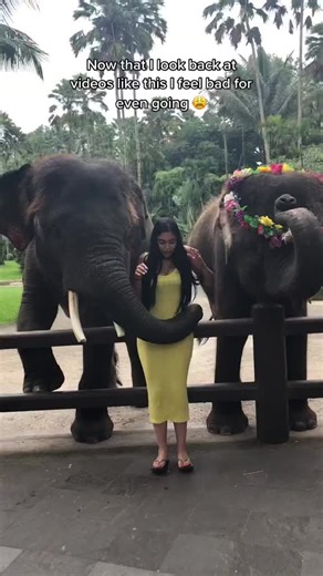 Understanding the Training of Elephants