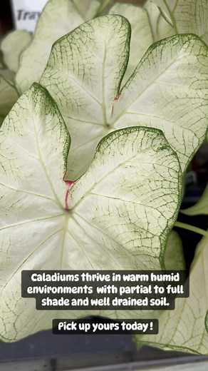 Caladiums generally thrive in shade to partial shade, but some varieties can tolerate more sun. They are best suited for areas with filtered sunlight, dappled light, or a few hours of morning sun. Intense direct sunlight can scorch the leaves | Ijon H. Webb Farm Supply