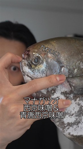 魚界のアイドル！味もアイドル#マナガツオ #西京味噌 #アイドル #可愛い #うまい