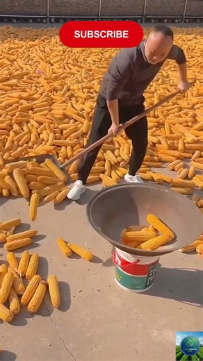 Most Satisfying Corn Harvesting Gadgets You Need To See! 😮 #agritech #farming #satisfying #viral