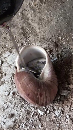 Sand casting aluminum snail shell #shorts #metalcasting #restoration