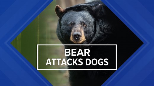 Bear attack injuring dogs caught on camera