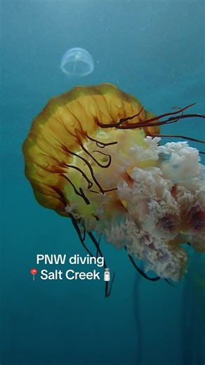 Exploring Salt Creek Marine Sanctuary: Unique Underwater Creatures
