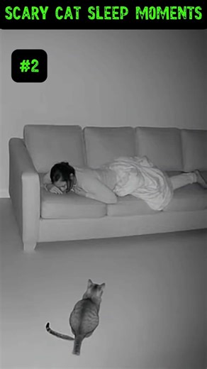 The SCARIEST Paranormal Cat Sleep Moments Caught on cctv! #cats