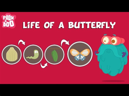 Science - The Life Cycle Of A Butterfly