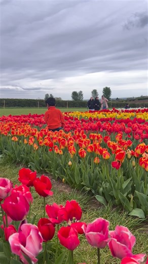 Rejitha Sooraj on Instagram: "Planting tulips is pretty simple once you know the basics. Here’s a clear step-by-step guide: 🌷 When to Plant Fall (autumn)is the right time—usually 6–8 weeks before your ground freezes. Tulips need a period of cold dormancy to bloom in spring. 🌱 Where to Plant Full or partial sun (at least 4–6 hours of light). Soil that drains well.Tulips rot in soggy soil. 🧅 How Deep & How Far Apart * Plant bulbs 6–8 inches (15–20 cm) deep. * Space them 4–6 inches (10–15 cm) ap