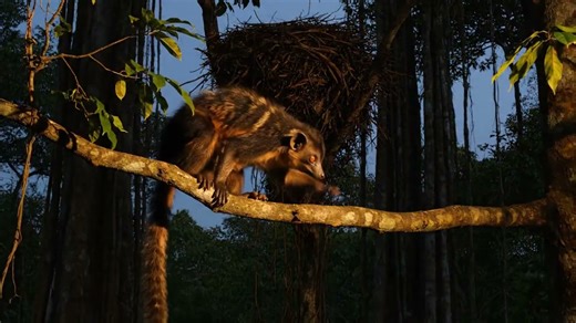 This documentary reveals fun facts about the aye-aye, a master of the night that thrives in Madagascar’s dense forests. This original video was produced by Network Media, LLC and Eric B. | Artfully Imagined