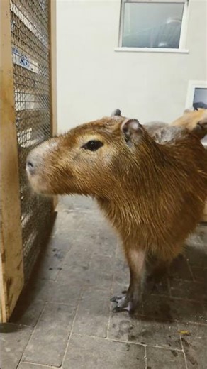 Baby Capybara Curiosity Overload – You Have to See This!