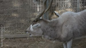 Portrait for the addax, also known as the white antelope and the screwhorn antelope, is an antelope of the genus Addax, that lives in the Sahara desert. It is listed a critically endangered species.