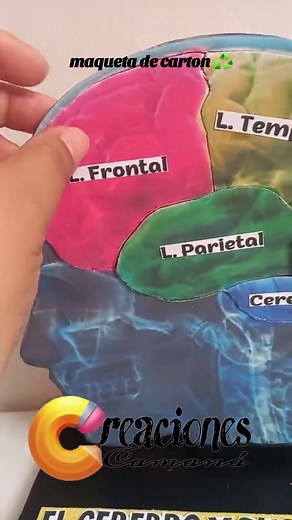Maqueta Sencilla del Cerebro y sus Partes en Material Reciclado