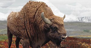Blue Babe Steppe Bison