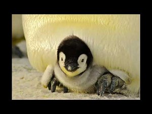 Ciekawostki o zwierzętach - Pingwin