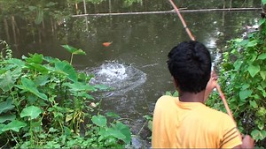 Amazing Big Fish Hunting Video | Fishing & Village Tradition