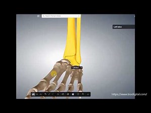 Sprunggelenk komplett