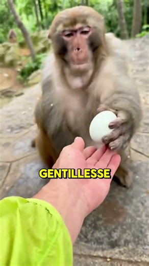 Ce singe est plus humain que nous🐵❤️