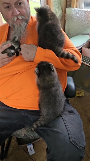 Billy Raccoon on Instagram: "Raccoons Are Awesome ~ Triplets Playing On Their Human Jungle Gym AKA Dad #fluffy #raccoonlife #goodlife #playtime #babies"