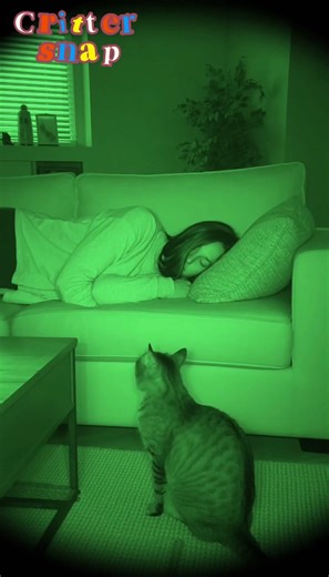 Paranormal Cat-tivity? 👻📹