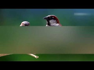 Tiếng chim sẻ tự nhiên nhất giúp không gian vui vẻ (dài 60 phút không quảng cáo)