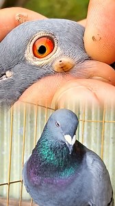 Pigeon Treatment | Caring for a Sick Pigeon In this video, a sick pigeon is being treated with proper care. Timely treatment helps pigeons recover faster and live a healthy life. Taking care of birds is our responsibility. If you find this video helpful, please like, comment, and share. #PigeonTreatment #PigeonCare #BirdTreatment #BirdCare #AnimalCare #PetBird #VetCare #Shorts #Reels | Elias pets gallery