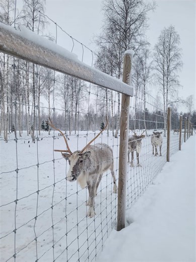 Voyage inoubliable en Laponie : Découverte unique