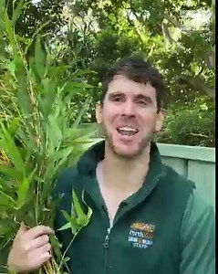 91K views · 10K reactions | Want to know what it's like to be a Red Panda keeper? 力 Join keeper Marty as he takes you behind-the-scenes on his early morning rounds with the original panda! | Perth Zoo | Facebook