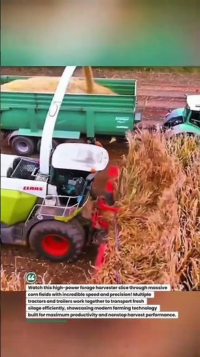 Massive Corn Silage Harvest in Action! 🚜🌽 #Farming #Harvest #Agriculture