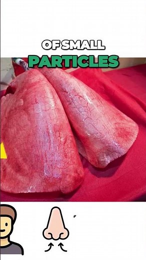 Healthy Lungs Look Like This... 🫁😱